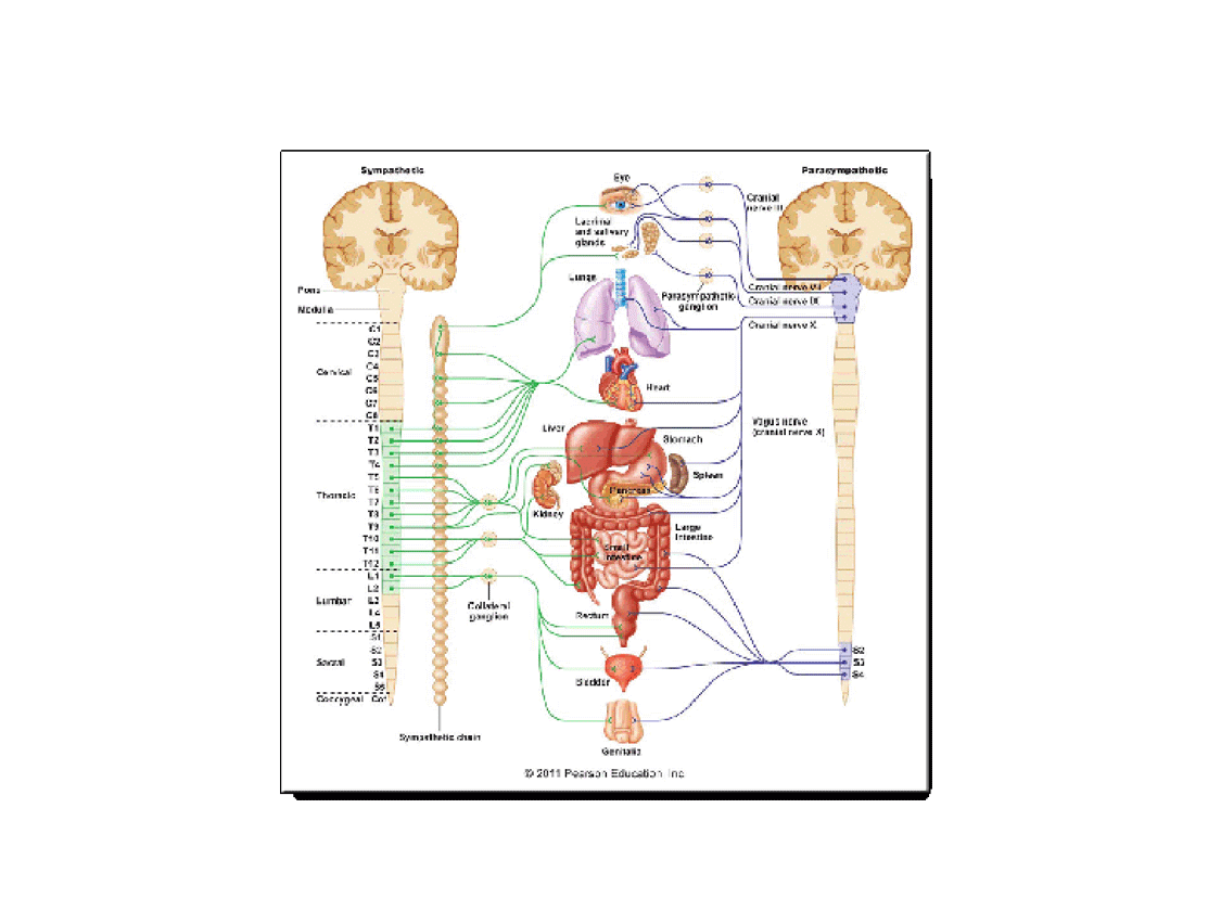 Ad-Edu-Neurology---6hr-150.gif