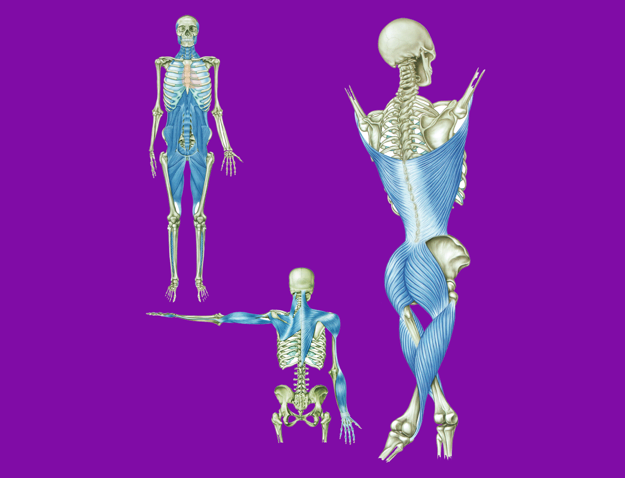 Building the Anatomy Trains