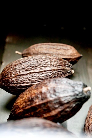 fève cacao