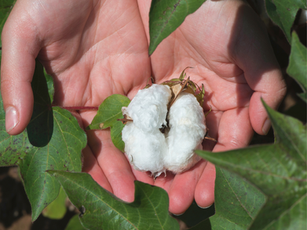 Feel the Difference: Embracing the Unparalleled Softness of Pure Organic Cotton 