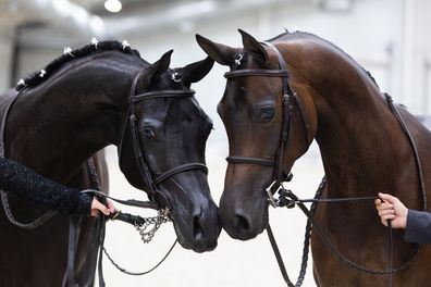 Two Arabian mares touch noses