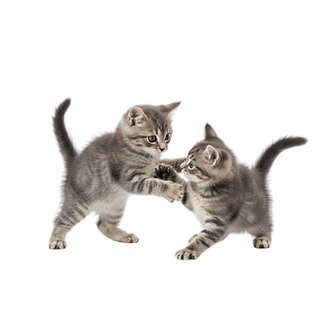 Untitled design (15).png