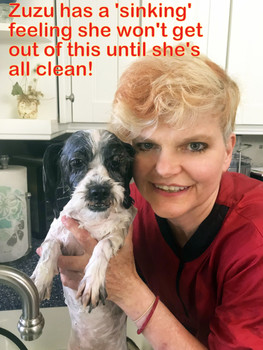 Shih Tzu Zuzu in the Bath.jpeg