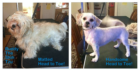 Shih Tzu X Buddy Before and After.jpg