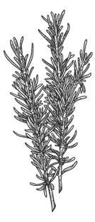 イラストローズマリー