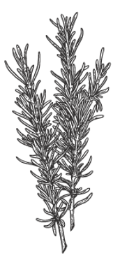 Illustrated Rosemary