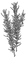 Illustrated Rosemary