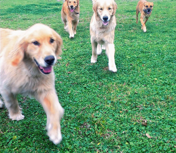 Dog Training Apex