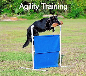 Dog Training Chapel Hill