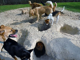 Raleigh Dog Boarding