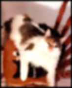 Sally Fucking Asshole Cat