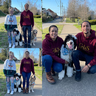 Remi The Sheepadoodle