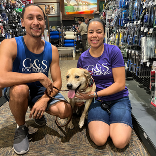 Pluto The Pitbull Mix 