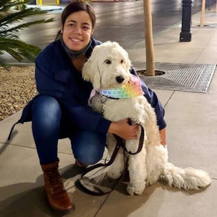 Bella The Goldendoodle 