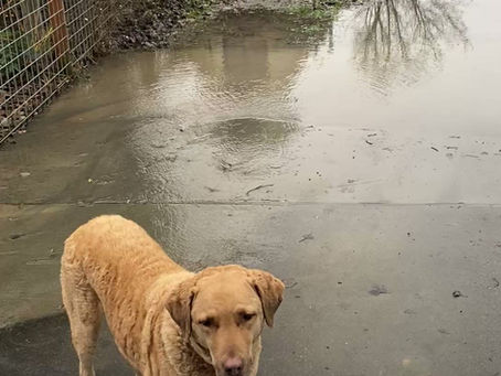 Flood Update ... morning of 12/12/25 pt. 1