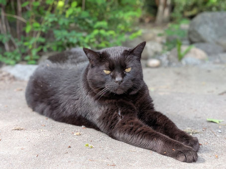 a little furry cidery friend