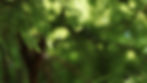 Leaves1.jpg