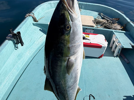 5/6 船長もブリが釣りたい‼️