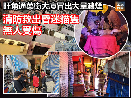 旺角通菜街大廈冒出大量濃煙 消防救出昏迷貓隻 無人受傷