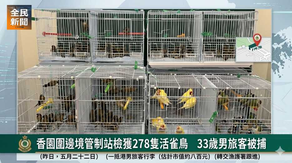 《全民新聞台》［港聞］香園圍邊境管制站檢獲278隻活雀鳥　33歲男旅客服被捕
