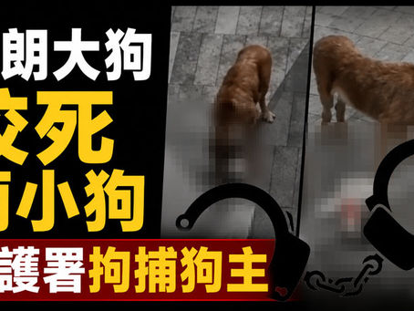 《全民新聞台》［港聞］元朗大狗咬死兩小狗　漁護署拘捕狗主