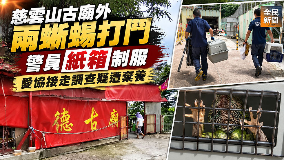 《全民新聞台》［港聞］慈雲山古廟外兩蜥蜴打鬥　警員紙箱制服　愛協接走調查疑遭棄養