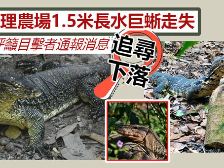 《全民新聞台》［港聞］嘉道理農場1.5米長水巨蜥走失 園方呼籲目擊者通報消息追尋下落