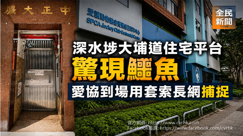 《全民新聞台》［港聞］深水埗大埔道住宅平台驚現鱷魚　愛協到場用套索長網捕捉