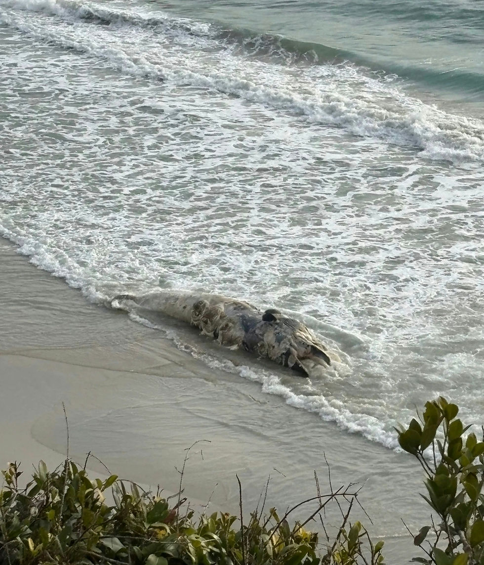 西貢鹹田灣鯨魚屍體沖上岸 逾10米長嚴重腐爛發惡臭 漁護署介入處理