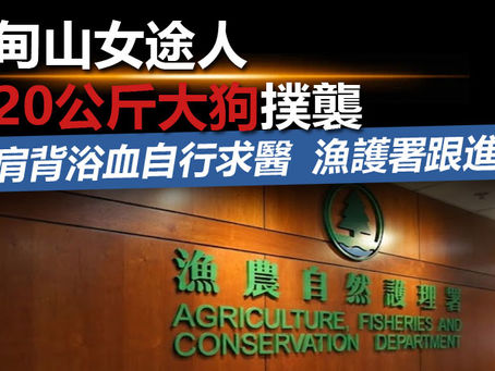 《全民新聞台》［港聞］渣甸山女途人遭20公斤大狗撲襲 肩背浴血自行求醫 漁護署跟進