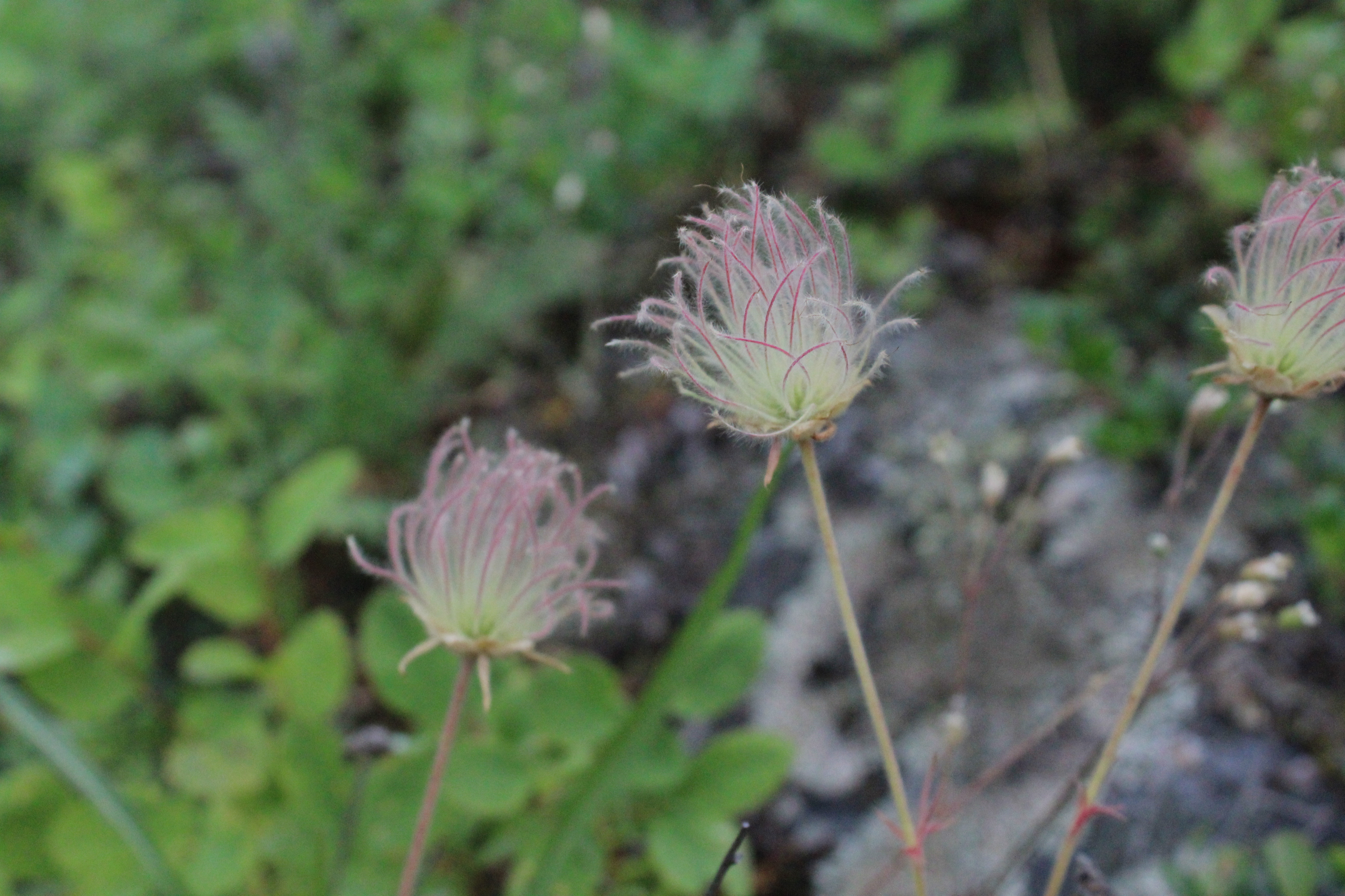 GEUM TRIFLORUM
