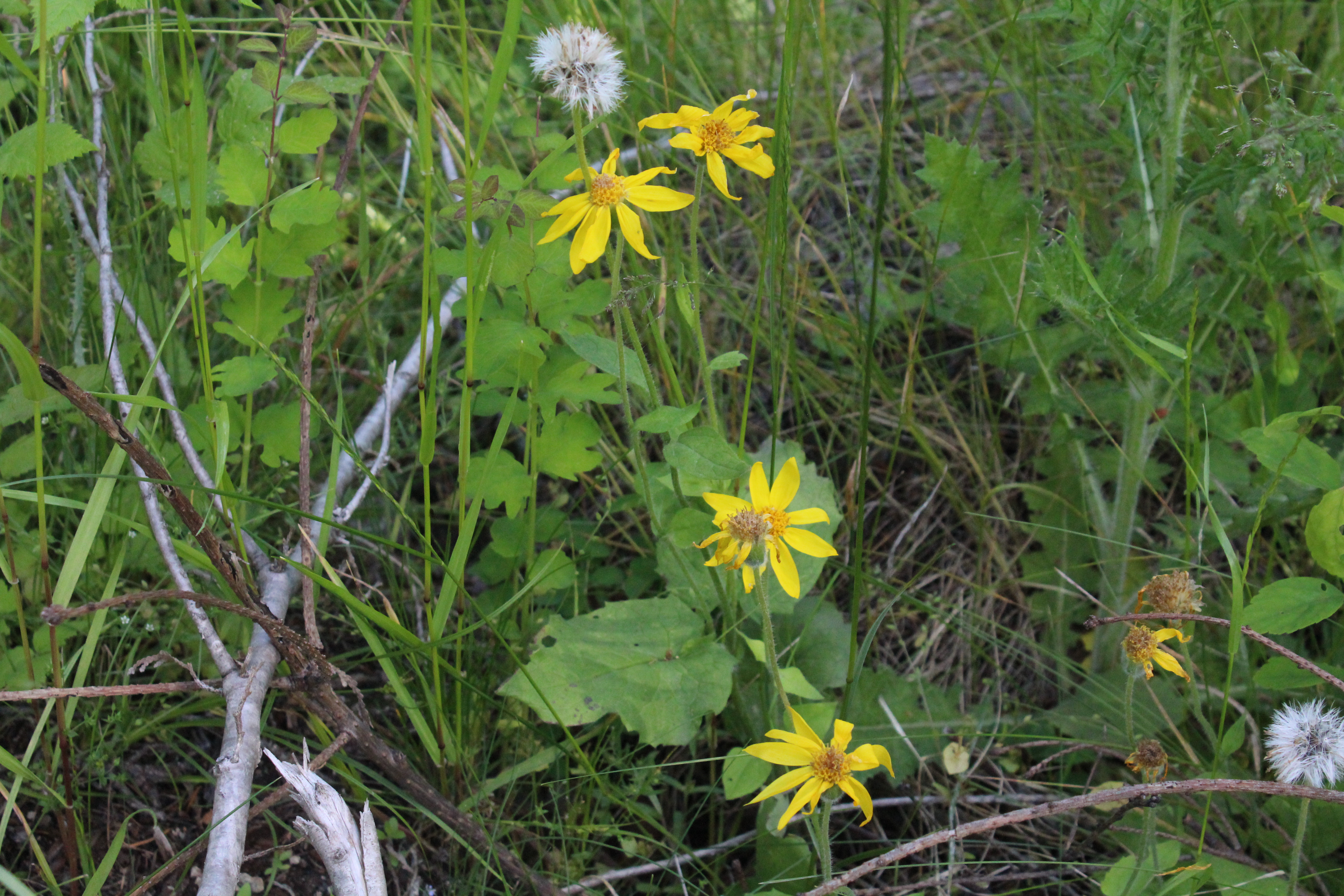 ARNICA CORDIFOLIA