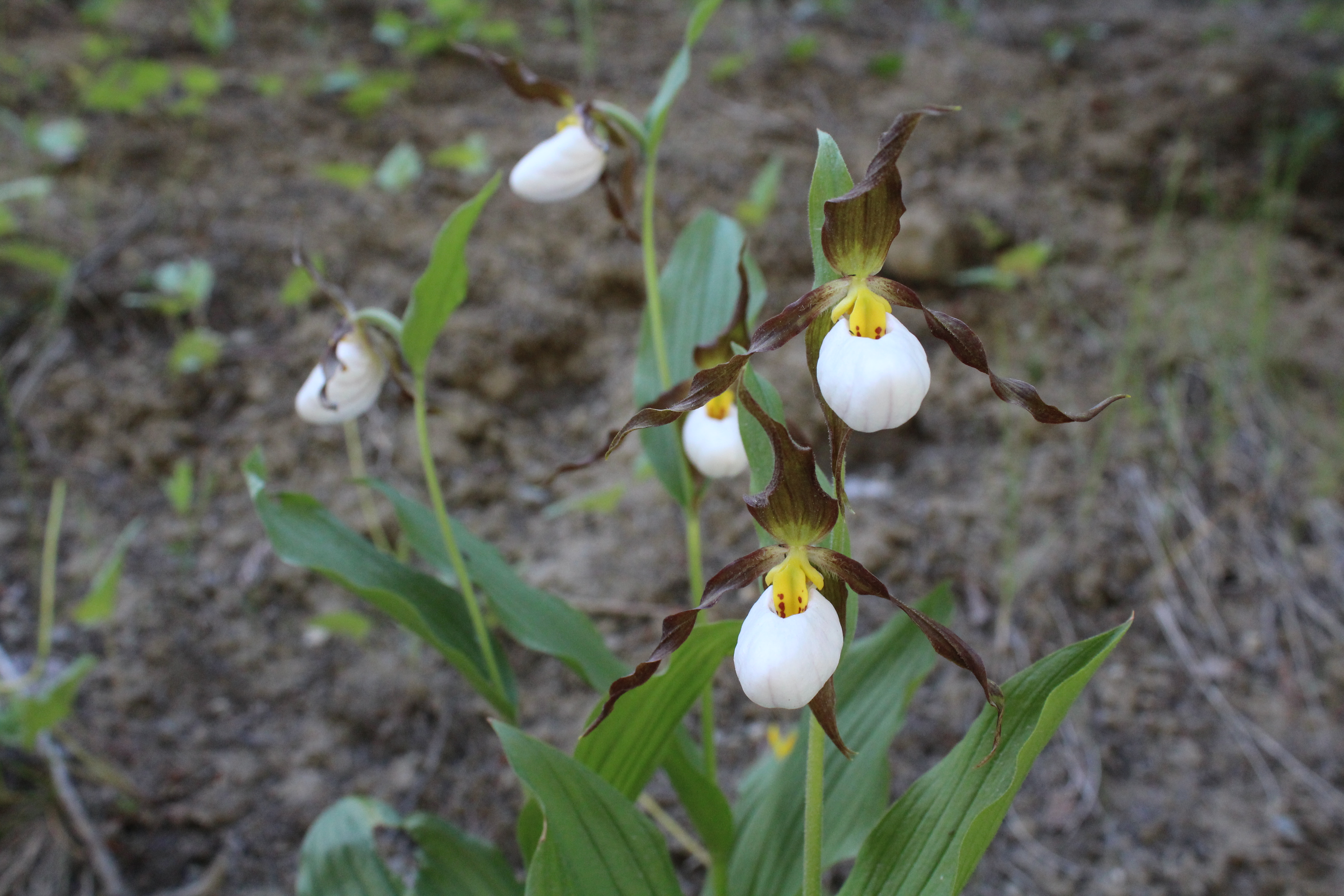 CYPRIPEDIUM MONTANUM