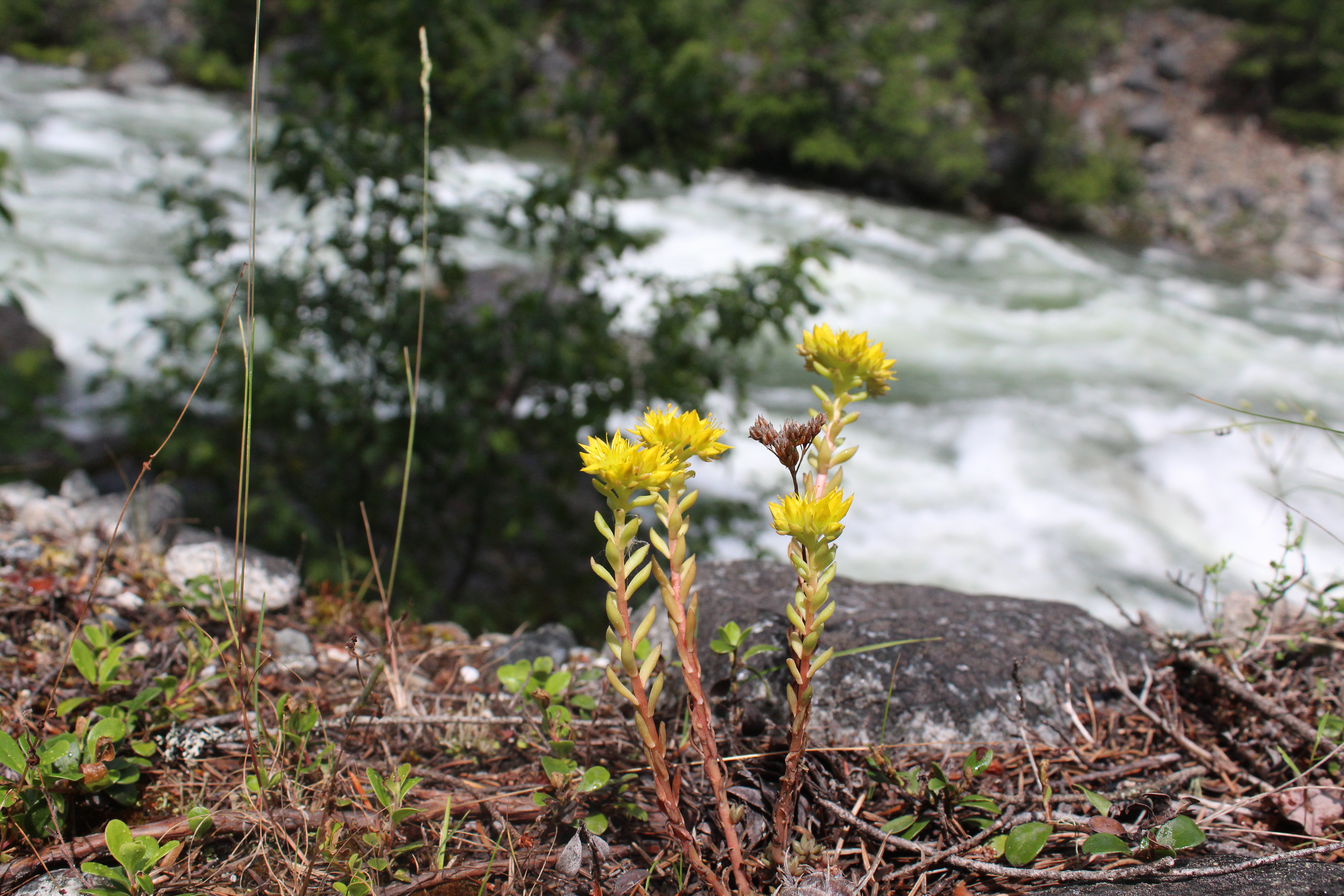 SEDUM LANCEOLATUM