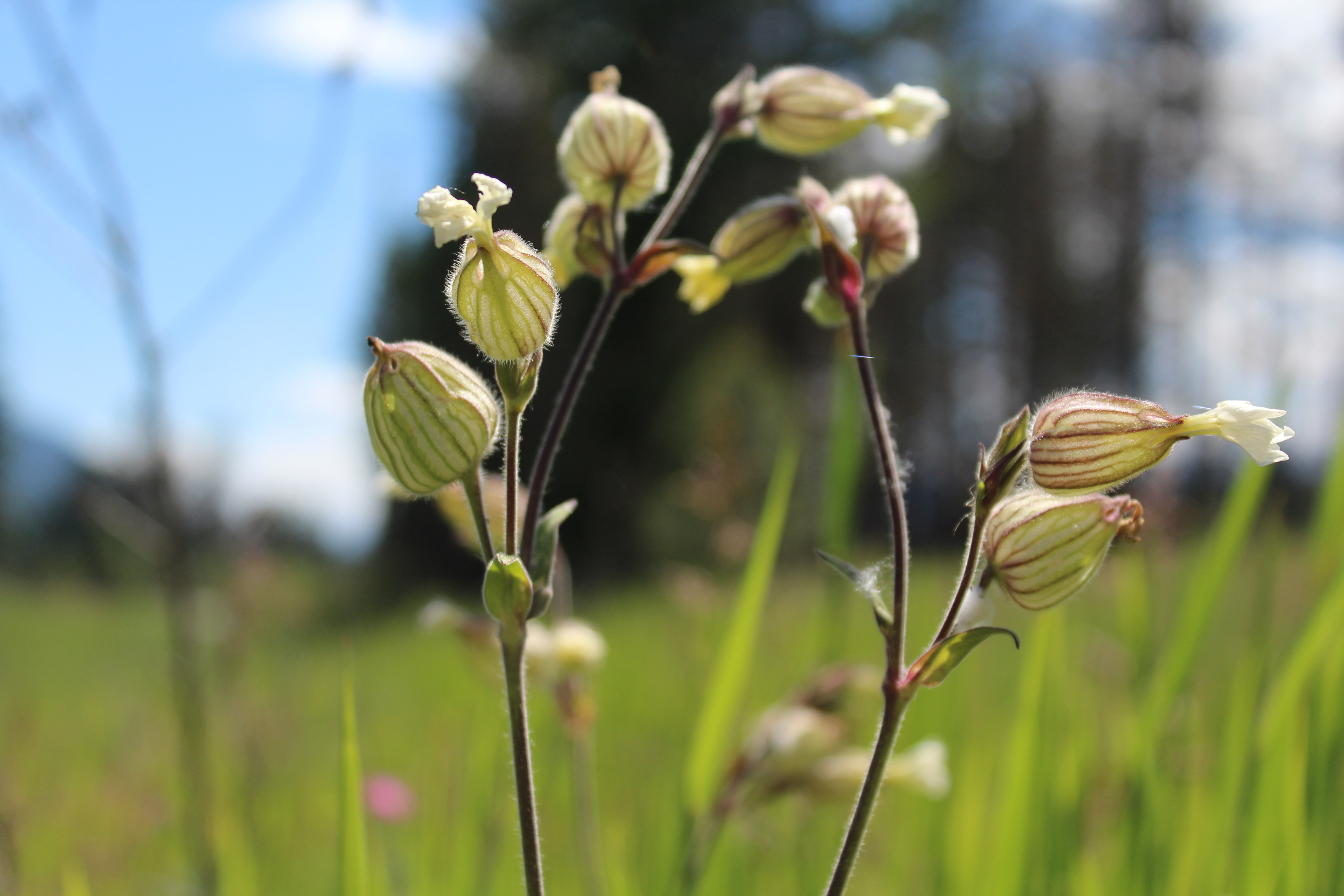 SILENE NOCTIFLORA