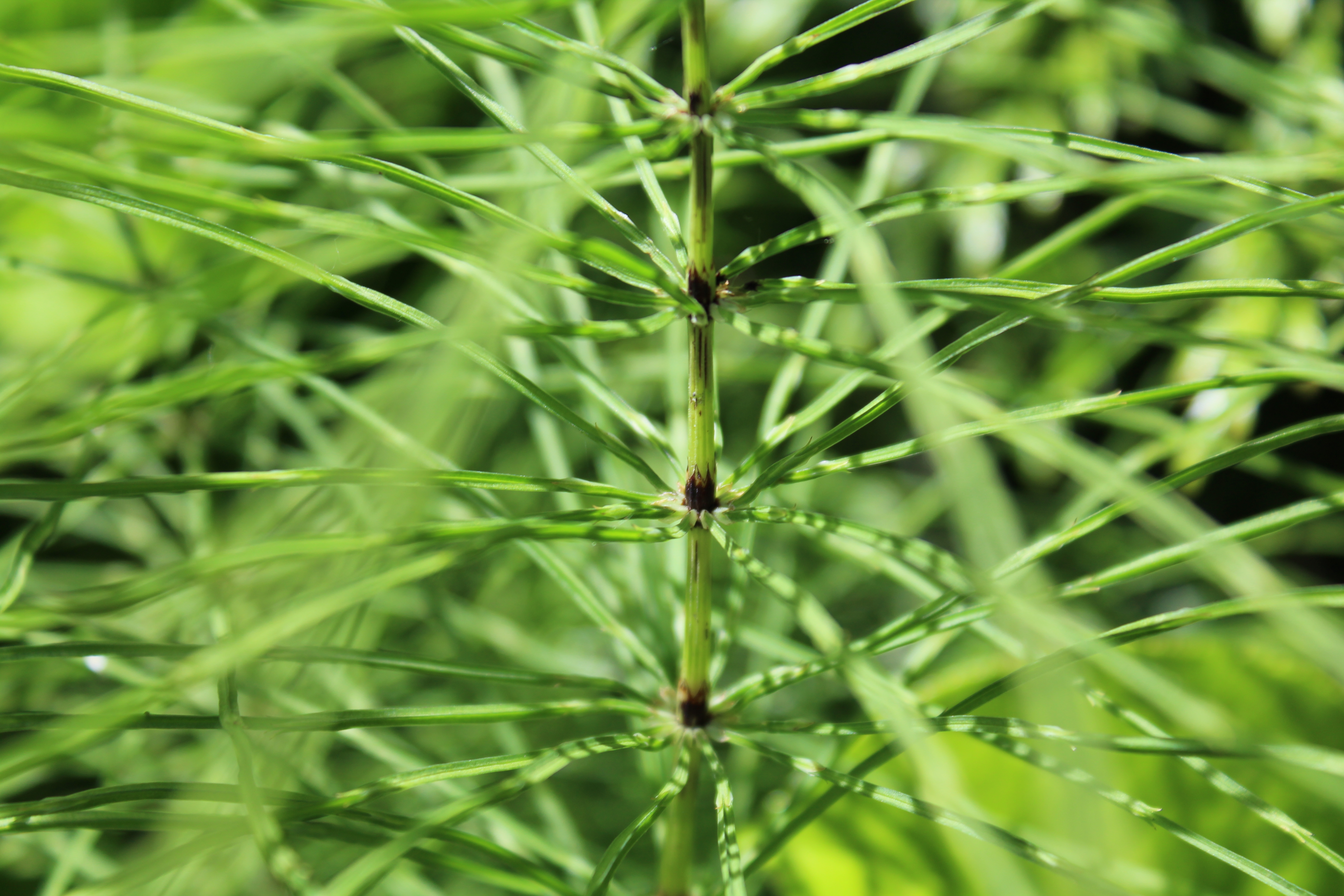 EQUISETUM