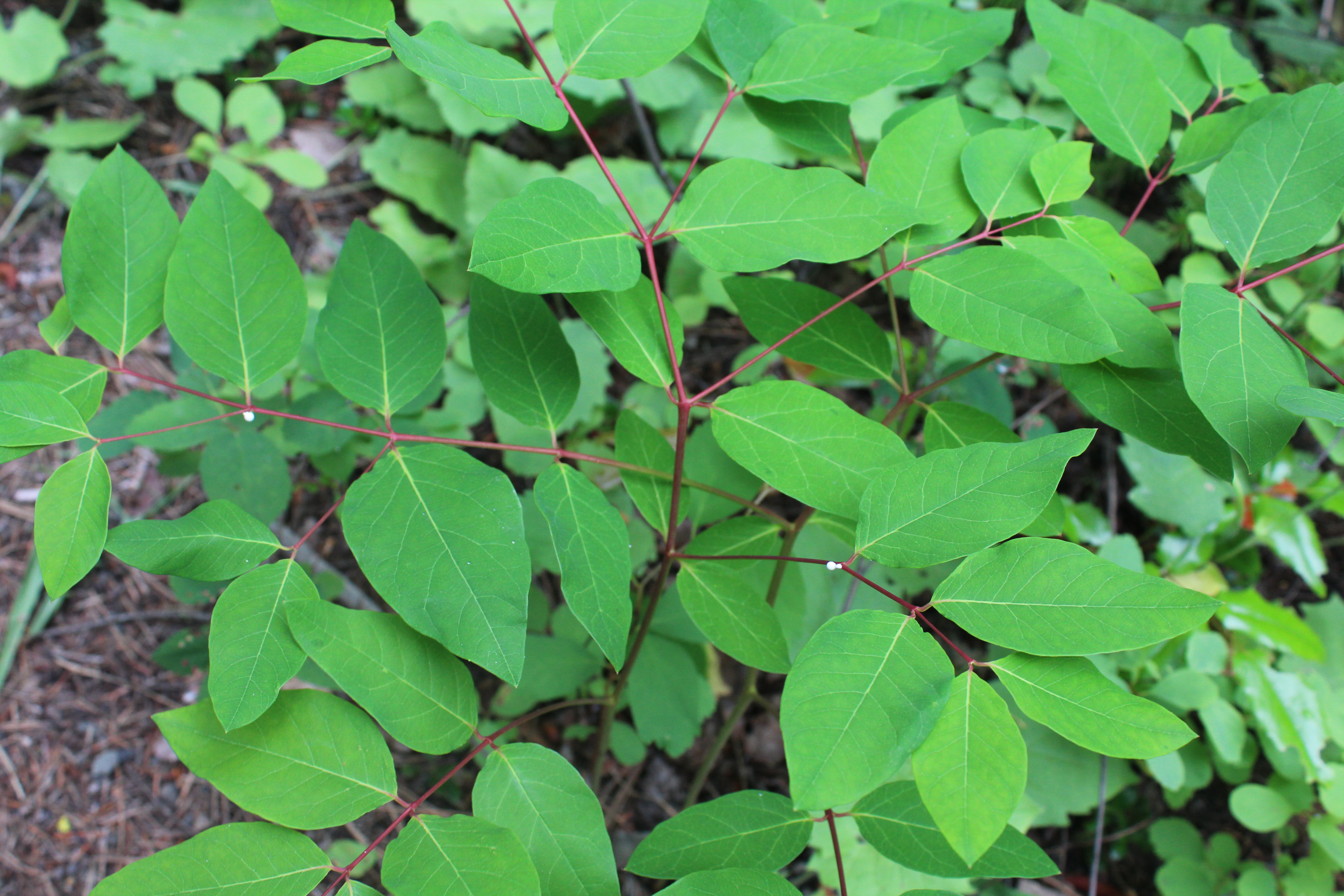 APOCYNUM ANDROSAEMIFOLIUM