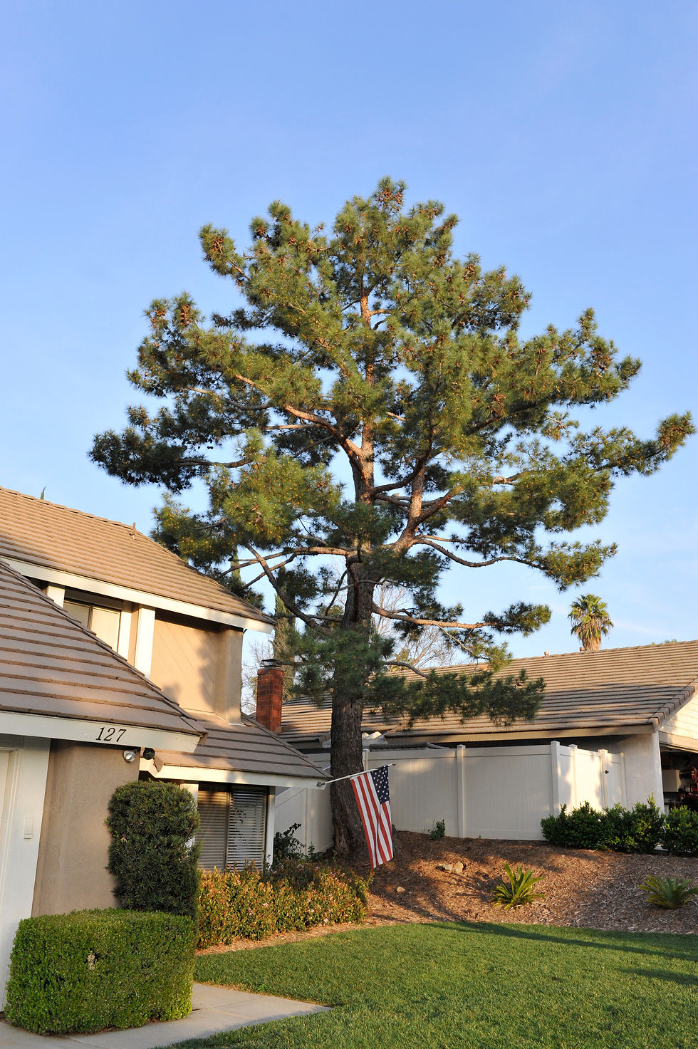 trees 55