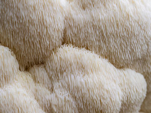 More on the Lion’s Mane Mushroom- the Smart mushroom