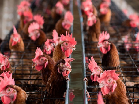 Factory Farming: Everything You Need to Know