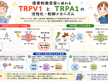 侵害刺激受容に係わるTRPV1およびTRPA1の活性化・制御メカニズム