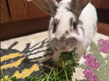 Exotic Pet of the month - Audrey