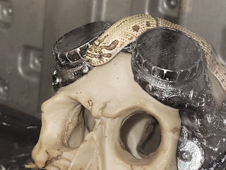 Exotic Pet of the Month- Sir Pent!