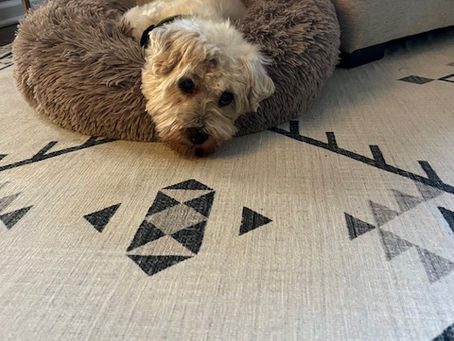 Senior dog of the month - Harvey