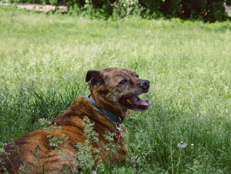 Senior dog - Sheffield