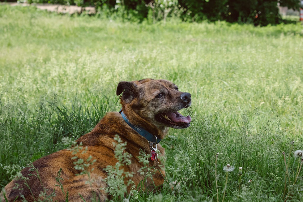 Senior dog - Sheffield