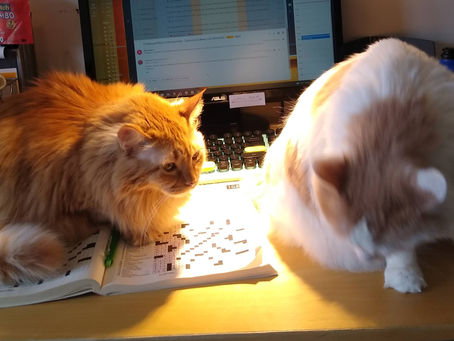 Senior Pets of the Month- Malcolm and Neville!