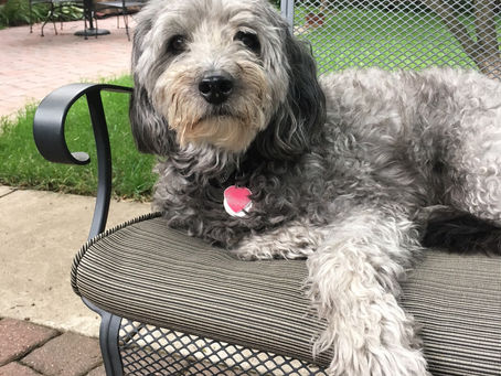 Senior Dog of the Month - Sullivan!