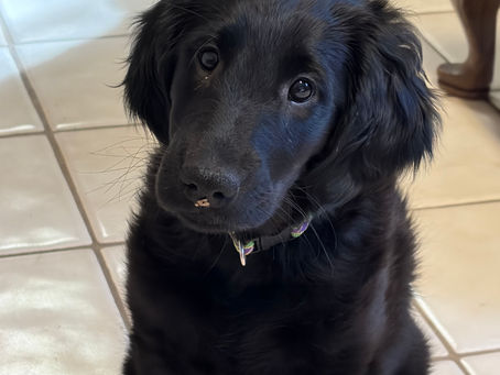 Puppy of the month - Tdolaah