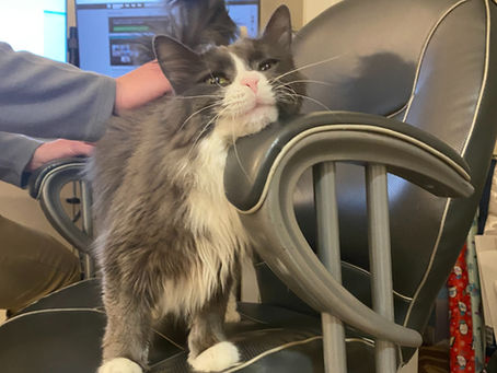 Staff Pet of the Month - Ellie!